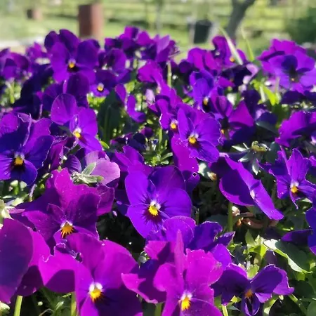 Bed & Breakfast La Luna Nel Parco Fano