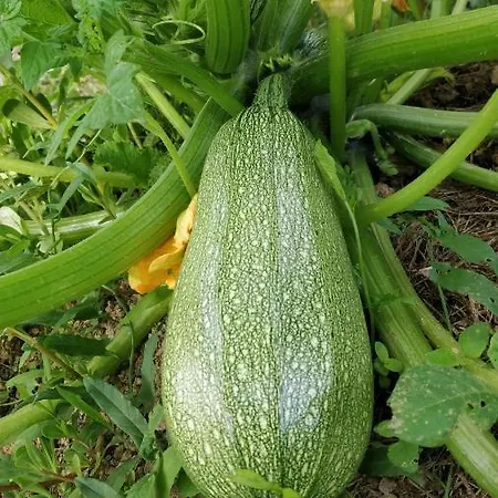 Bed & Breakfast La Luna Nel Parco