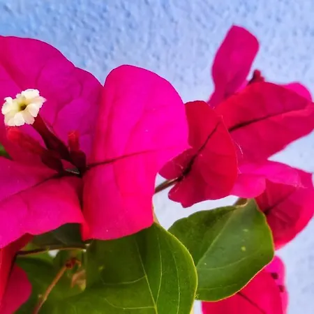 Bed & Breakfast La Luna Nel Parco 4*